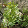 개구리자리(Ranunculus sceleratus L.) : 청풍