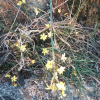 영춘화(Jasminum nudiflorum Lindl.) : 가야