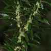 뱀톱(Huperzia serrata (Thunb.) Trevis.) : habal
