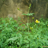 도깨비바늘(Bidens bipinnata L.) : 봄까치꽃