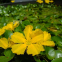 노랑어리연꽃 : 하이에나
