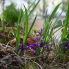 솔붓꽃(Iris ruthenica KerGawl.) : 박용석