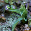 병아리난초(Hemipilia gracilis (Blume) Y.Tang) : 산들꽃