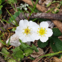 흰좀양지꽃 : 晴嵐