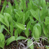 세잎솜대(Maianthemum trifolium (L.) Sloboda) : 통통배
