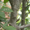 낙상홍(Ilex serrata Thunb.) : habal