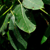물황철나무(Populus koreana Rehder) : 무심거사