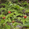 줄딸기(Rubus pungens Cambess.) : 박용석