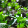 네잎삿갓나물(Paris tetraphylla A.Gray) : kplant1