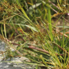 쇠방동사니(Cyperus orthostachyus Franch. & Sav.) : 능선따라