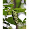 까치박달(Carpinus cordata Blume) : 무심거사