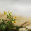 해란초(Linaria japonica Miq.) : 晴嵐