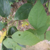 큰여우콩(Rhynchosia acuminatifolia Makino) : 봄까치꽃