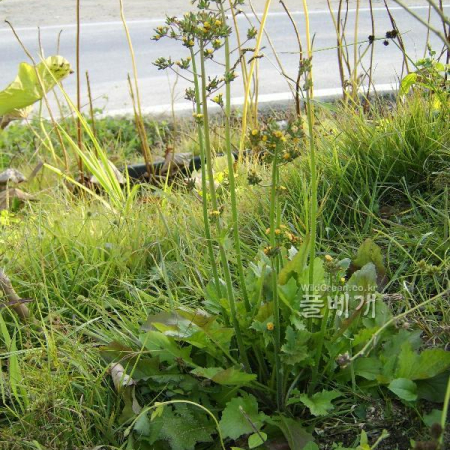 뽀리뱅이(Youngia japonica (L.) DC.) : 塞翁之馬