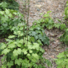 왜승마(Actaea japonica Thunb.) : 무심거사