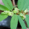 누운땅빈대(Euphorbia prostrata Aiton.) : 산들꽃