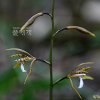 두잎약난초(Cremastra unguiculata (Finet) Finet) : 풀잎사랑