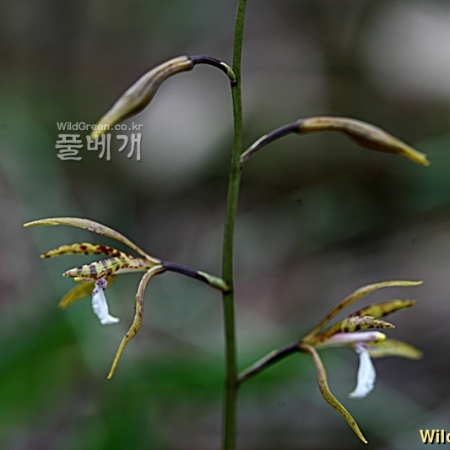 두잎약난초(Cremastra unguiculata (Finet) Finet) : 풀잎사랑