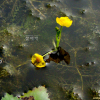통발(Utricularia japonica Makino) : 설뫼*