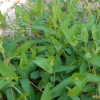 미꾸리낚시(Persicaria sagittata (L.) H.Gross ex Nakai) : 도리뫼