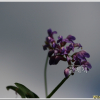 등갈퀴나물(Vicia cracca L.) : 벼루