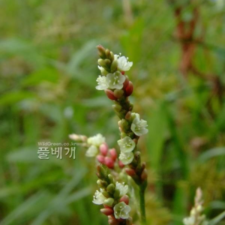 꽃여뀌(Persicaria conspicua (Nakai) Nakai ex Mori) : 塞翁之馬