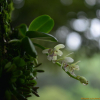나도풍란(Phalaenopsis japonica (Rchb.f.) Kocyan & Schuit.) : 풀_ㅍiㄹi