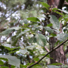 갈참나무(Quercus aliena Blume) : 봄까치꽃