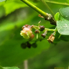정금나무(Vaccinium oldhamii Miq.) : 봄까치꽃