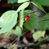큰여우콩(Rhynchosia acuminatifolia Makino) : 고들빼기