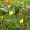 여우팥(Dunbaria villosa (Thunb.) Makino) : 산들꽃