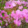 산진달래(Rhododendron dauricum L.) : 꽃사랑