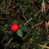 호자덩굴(Mitchella undulata Siebold & Zucc.) : 통통배