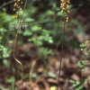 두잎감자난초(Oreorchis patens (Lindl.) Lindl. subsp. coreana (Finet) Y.N.Lee) : kplant1