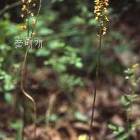 두잎감자난초(Oreorchis patens (Lindl.) Lindl. subsp. coreana (Finet) Y.N.Lee) : kplant1