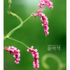 꽃여뀌(Persicaria conspicua (Nakai) Nakai ex Mori) : 산들꽃