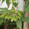 복장나무(Acer mandshuricum Maxim.) : 무심거사