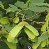 복장나무(Acer mandshuricum Maxim.) : 무심거사