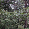 갈참나무(Quercus aliena Blume) : habal