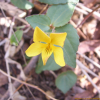 노랑제비꽃(Viola orientalis (Maxim.) W.Becker) : 통통배