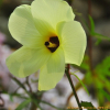 닥풀(Hibiscus manihot L.) : 산들꽃