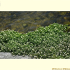 물냉이(Nasturtium officinale W.T.Aiton) : 산들꽃