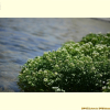 물냉이(Nasturtium officinale W.T.Aiton) : 산들꽃