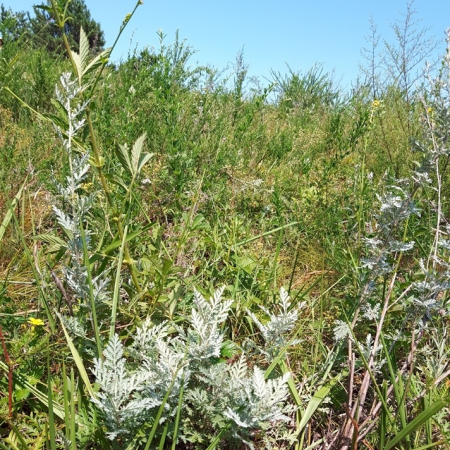 흰산쑥(Artemisia sacrorum Ledeb. var. incana (Besser) Y.R.Ling) : 곰배령
