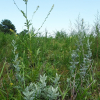 흰산쑥(Artemisia sacrorum Ledeb. var. incana (Besser) Y.R.Ling) : 곰배령
