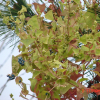 며느리배꼽(Persicaria perfoliata (L.) H.Gross) : 벼루