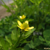 개구리자리(Ranunculus sceleratus L.) : 산들꽃