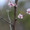 시베리아살구(Prunus sibirica L.) : 카르마