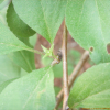 갈매나무(Rhamnus davurica Pall.) : habal
