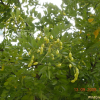 회화나무(Sophora japonica L.) : 晴嵐
